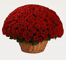 Премиум букет из: Розы в Акатьево